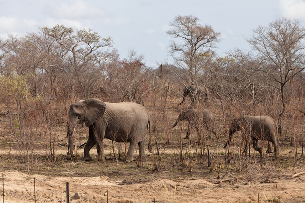 Elephants walking Between the bushes - Fotoğraf, Görsel