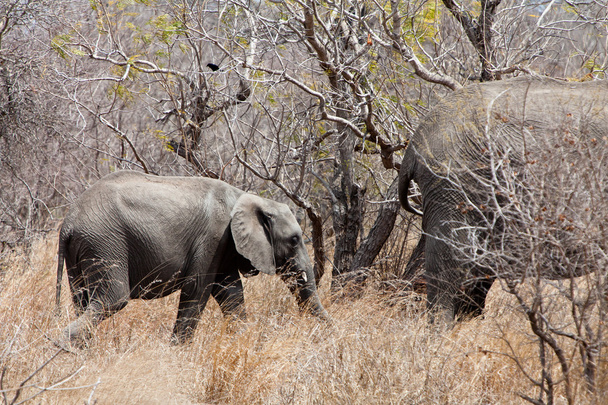 Elephants walking Between the bushes - Foto, imagen