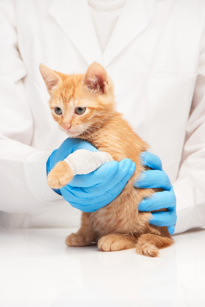 Little ginger kitten with leg in bandage at veterinarian - Фото, изображение