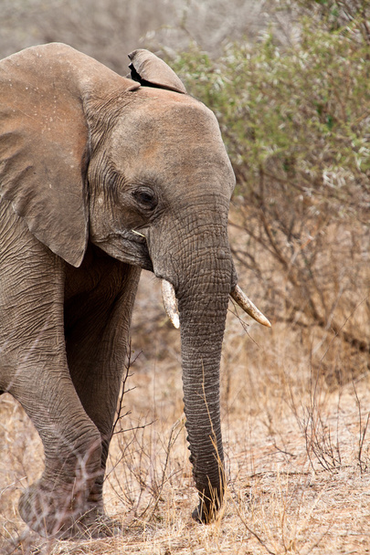 Elephant walking Between the bushes - Foto, immagini