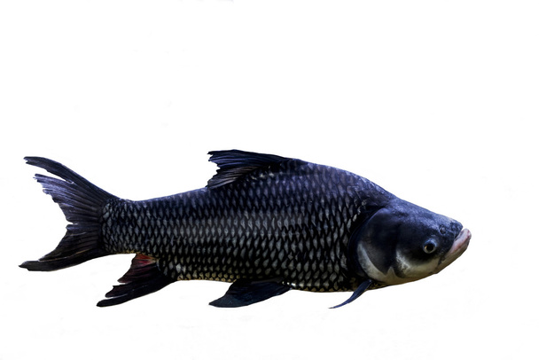 Siyam dev sazan, dev barb balık, Tayland beyaz b izole. - Fotoğraf, Görsel