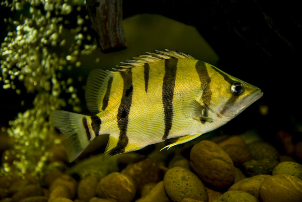 Siamská Tigerfish (Coius microlepis) - Fotografie, Obrázek