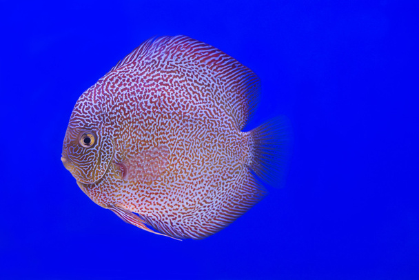 Colore arancione Discus fish
 - Foto, immagini
