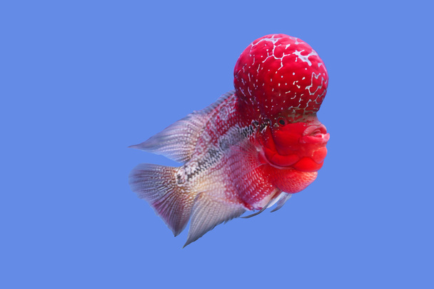 Oranssi väri Discus kala
 - Valokuva, kuva