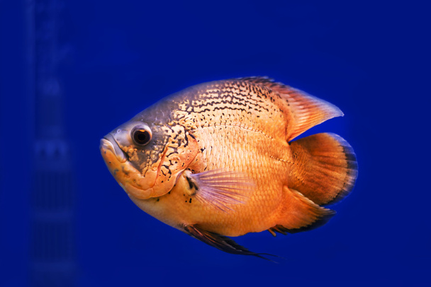 Oranžová barva Discus ryby - Fotografie, Obrázek