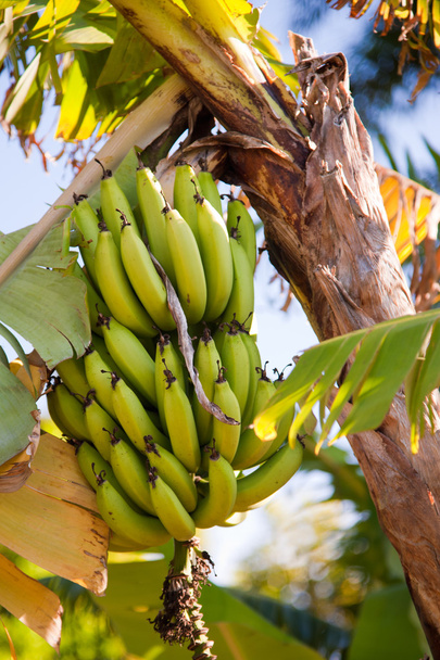 Bananas - Foto, imagen