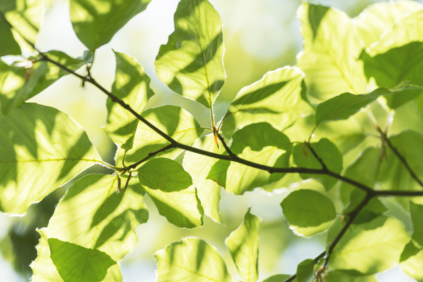 abstraktes Detail grüner Blätter im Frühling und Sommer. - Foto, Bild