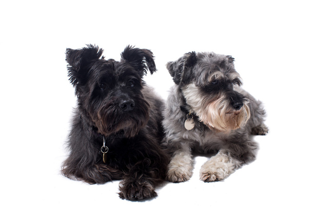 Twee Terriers op zoek in dezelfde richting in Studio - Foto, afbeelding