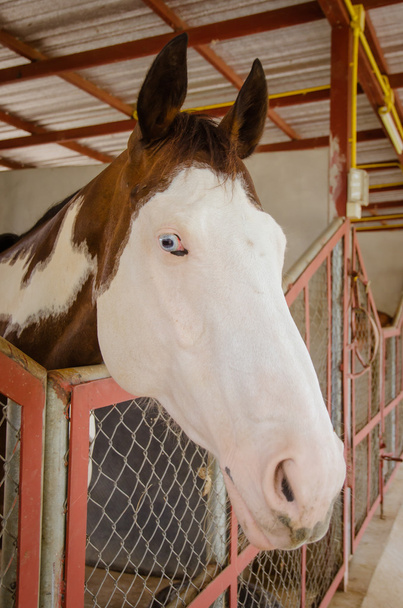 Koń w stodole za koszyk - Zdjęcie, obraz
