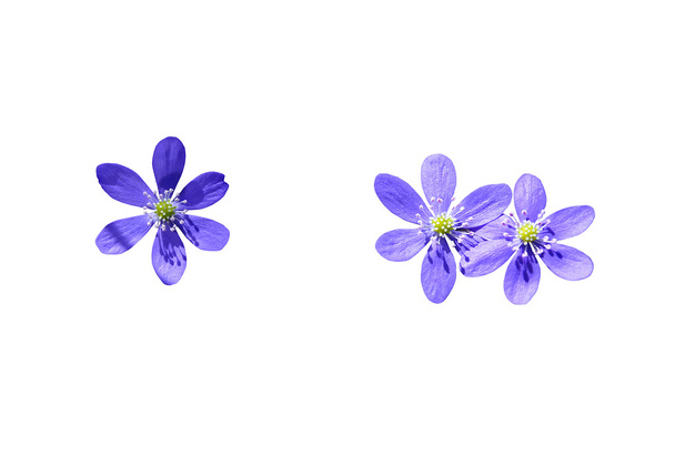 Blue wildflowers liverwort - Fotoğraf, Görsel