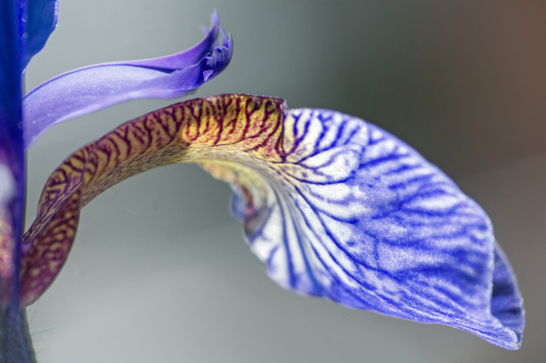 detail from an iris sibirica in bloom, macro shot,  abstract bac - Photo, image