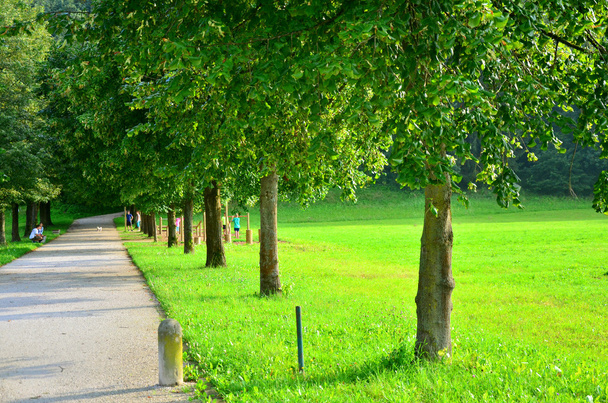 стежка в парку через газон
 - Фото, зображення