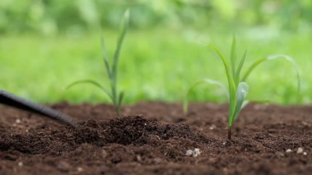 ręce sadzenia rozsady w ziemi - Materiał filmowy, wideo