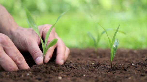 manos plantando una semilla y riego
 - Metraje, vídeo