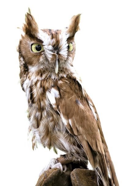  Eastern Screech Owl Isolated - Fotoğraf, Görsel