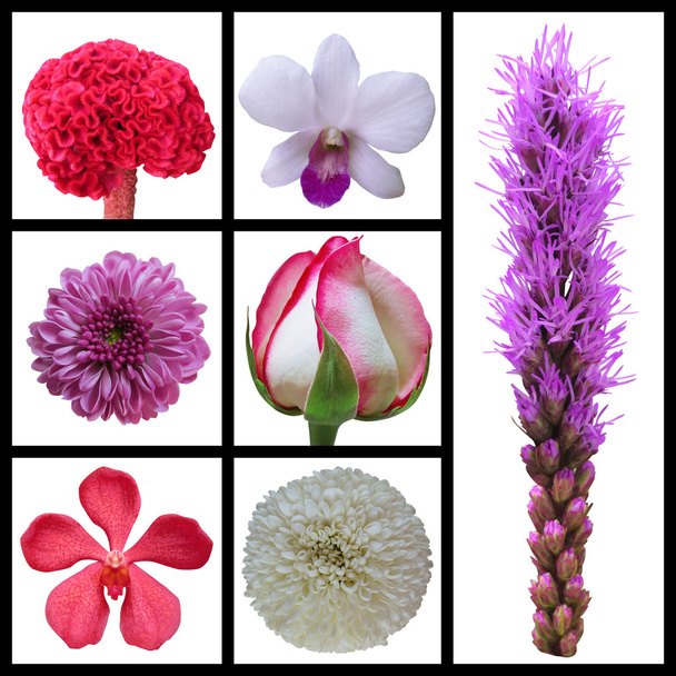 kolekcja kwiatów - Zdjęcie, obraz