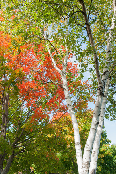 troncos de bétula branca e folhas de outono
. - Foto, Imagem