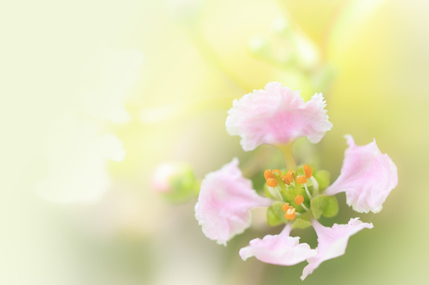 Красивые цветы для фона - Фото, изображение