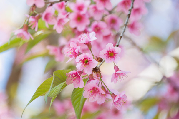 Sakura kukka kukkii Pangkhon vuori Chiang rai
,  - Valokuva, kuva