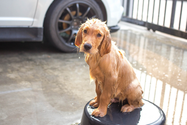 Golden retriever gets a bath - Photo, Image