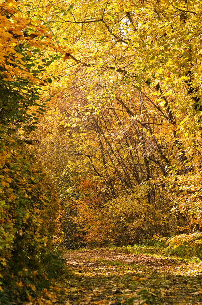Autumnal painted forest with way - Fotografie, Obrázek