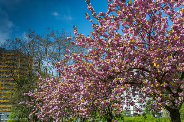 Spring flowers on trees - Zdjęcie, obraz