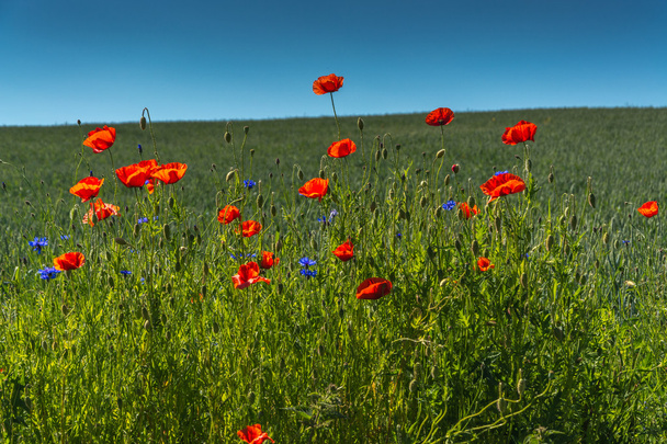 red poppies on the meadow - Photo, Image