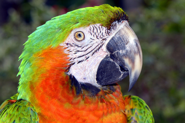 Green and orange macaw - Photo, Image