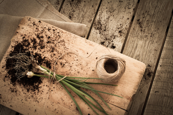 chives tied with a rope to the ground - 写真・画像