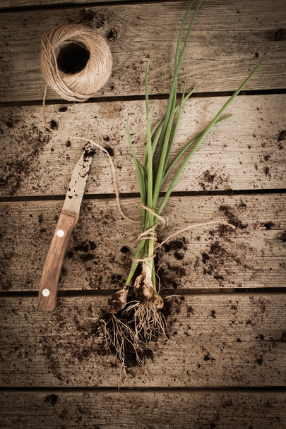 chives tied with a rope to the ground - Fotó, kép