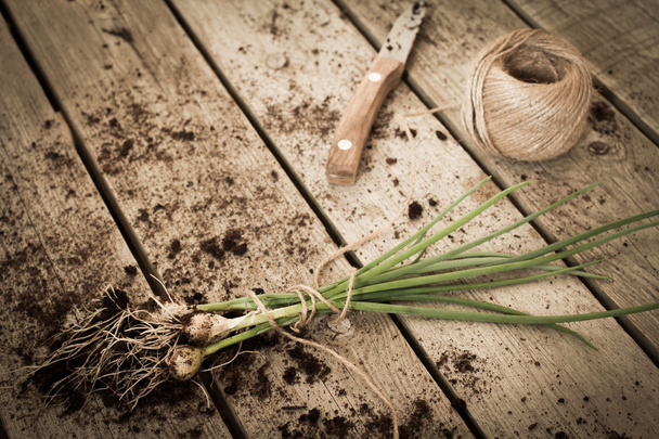 chives tied with a rope to the ground - Photo, image
