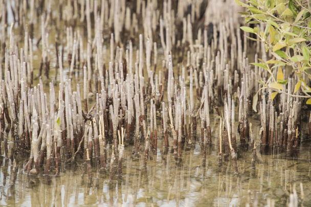Kořeny stromu bílé mangrovových v tropické laguny - Fotografie, Obrázek