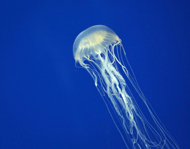 Box Jellyfish - Foto, Imagen