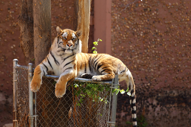 Bengaalse tijger - Fotoğraf, Görsel