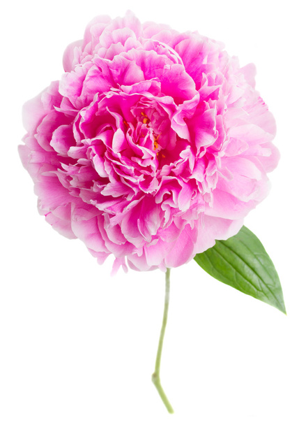 pink   peonies  - Photo, image