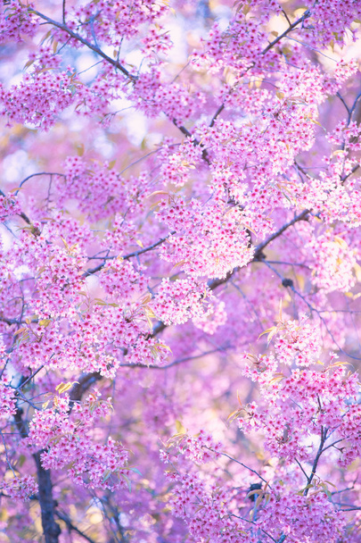 Sakura flower blooming blossom in Pangkhon mountain Chiang rai,  - Photo, Image