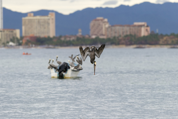 Pelikaani lintu Flying Sukellus
  - Valokuva, kuva
