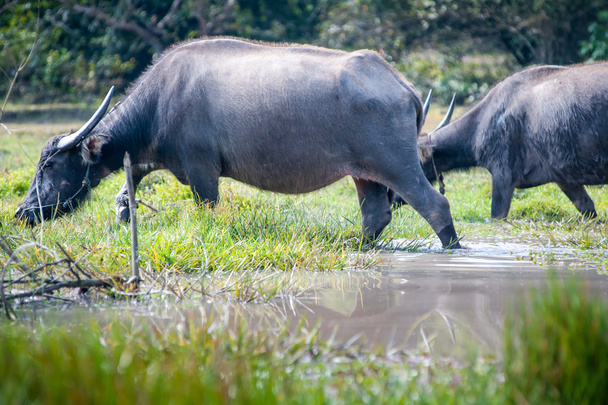 Asya bufalo çim sahası, Tayland içinde  - Fotoğraf, Görsel