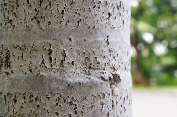 Tronco de árbol con fondo borroso
 - Foto, imagen