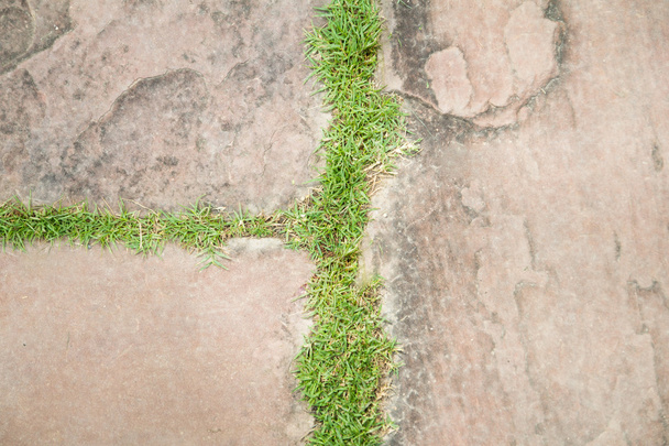 Çim ile ana kaya - Fotoğraf, Görsel