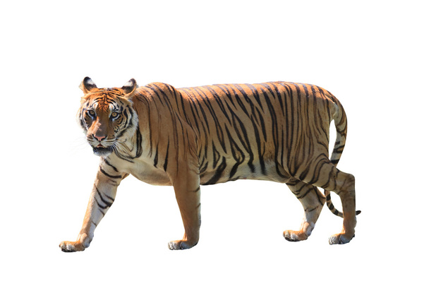 close up face of bengal tiger isolated white background - Photo, Image