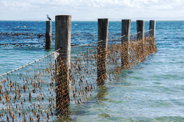Shark Net dans le nord de l'île Stradbroke, Queensland
. - Photo, image