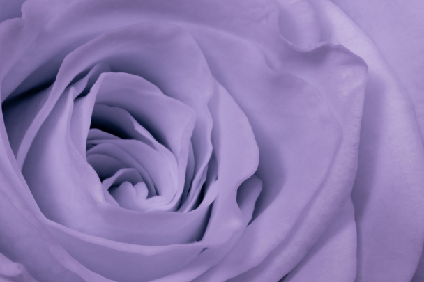 Violet rose close-up - Foto, afbeelding