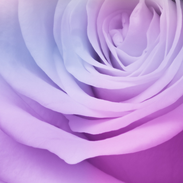 Bunte Rose - Foto, Bild
