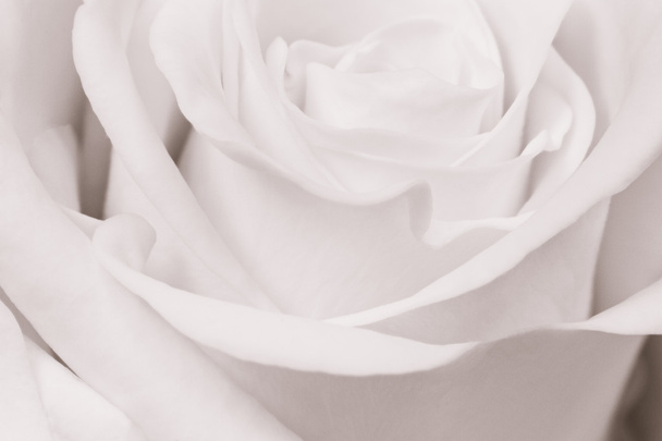 Rosa blanca de cerca - Foto, Imagen