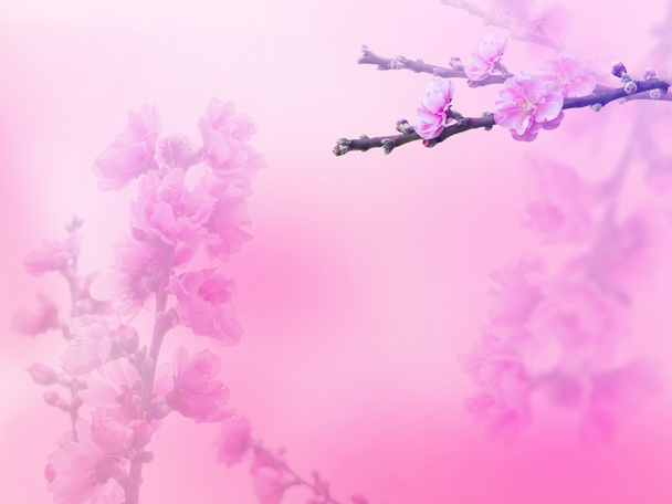renk eklenen filtreler ile güzel çiçekler - Fotoğraf, Görsel