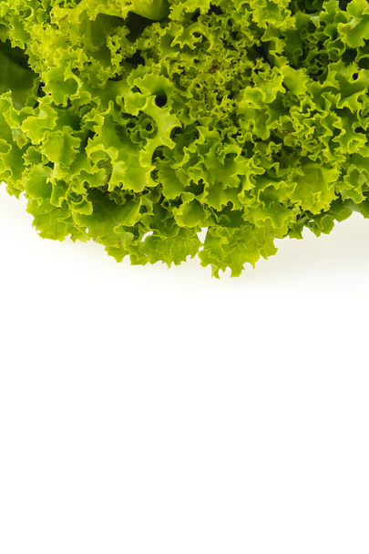 Lechuga verde fresca
 - Foto, imagen
