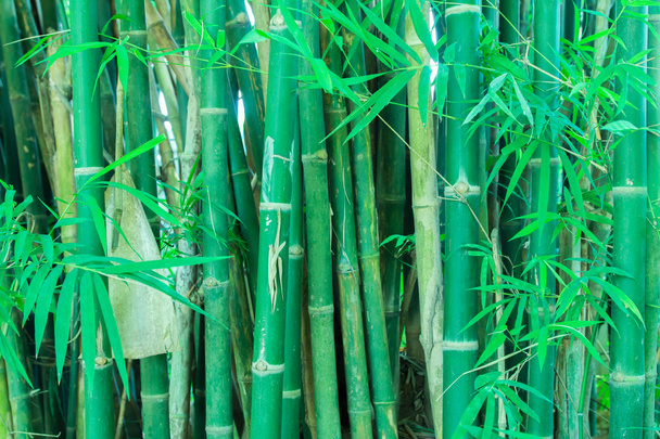 Japonês asiático bambu floresta verde
 - Foto, Imagem