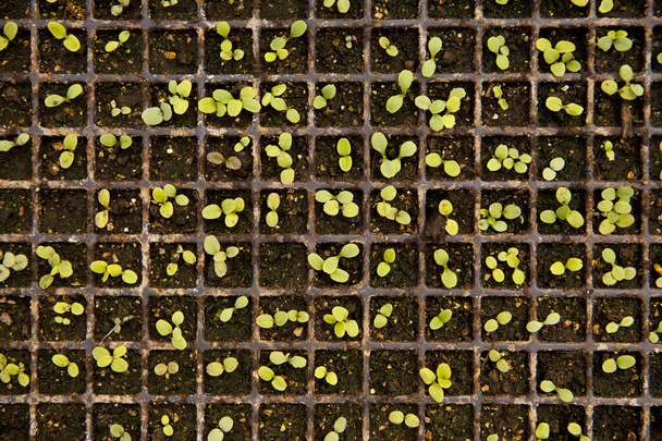 Tray Of Seedlings - Photo, Image