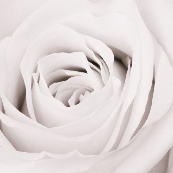 Rosa bianca da vicino - Foto, immagini